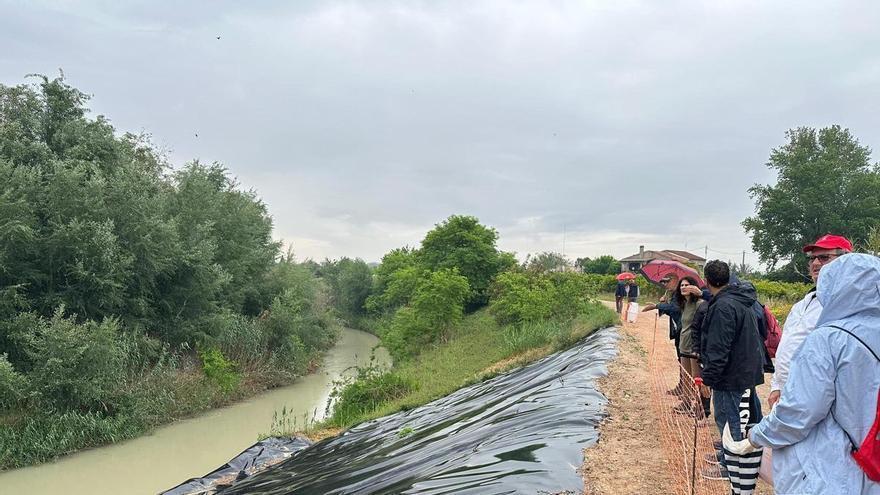 El río Segura 'se acerca' a los murcianos en el meandro Vivillo y dice adiós a la caña invasora