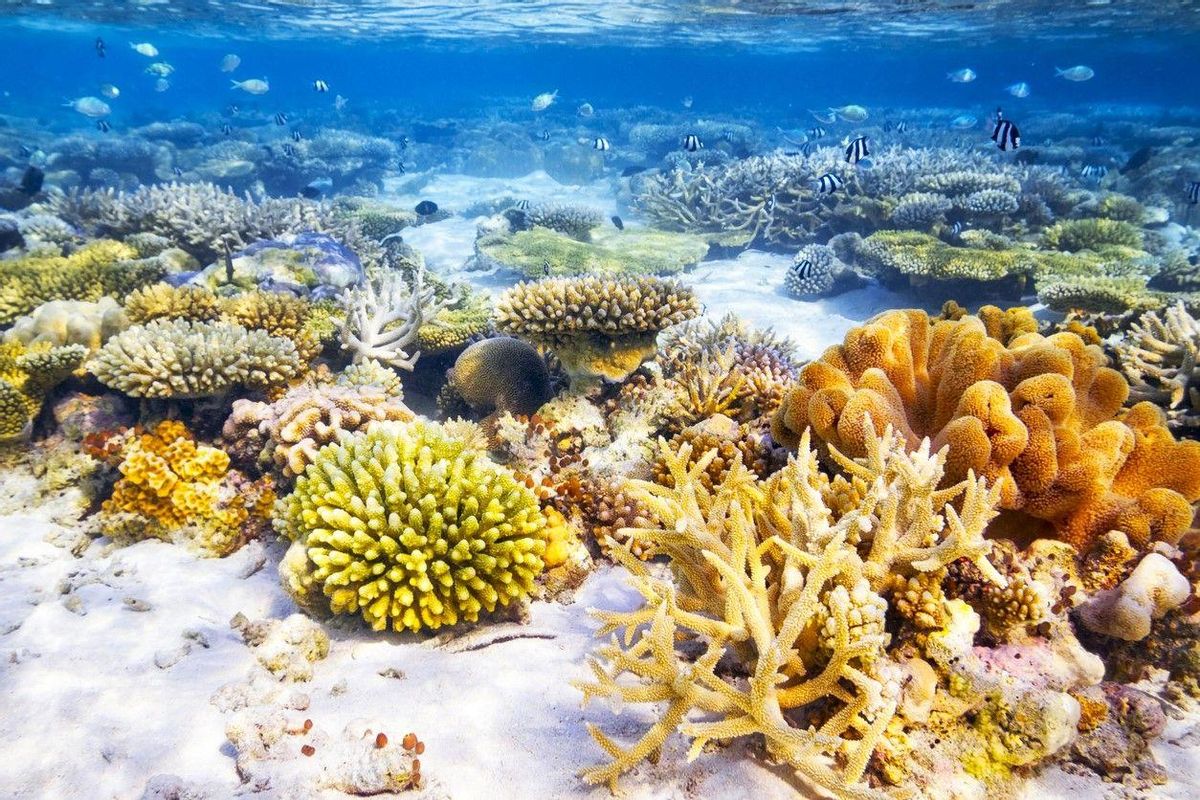 La mayor biodiversidad de Maldivas se puede apreciar bajo el agua.