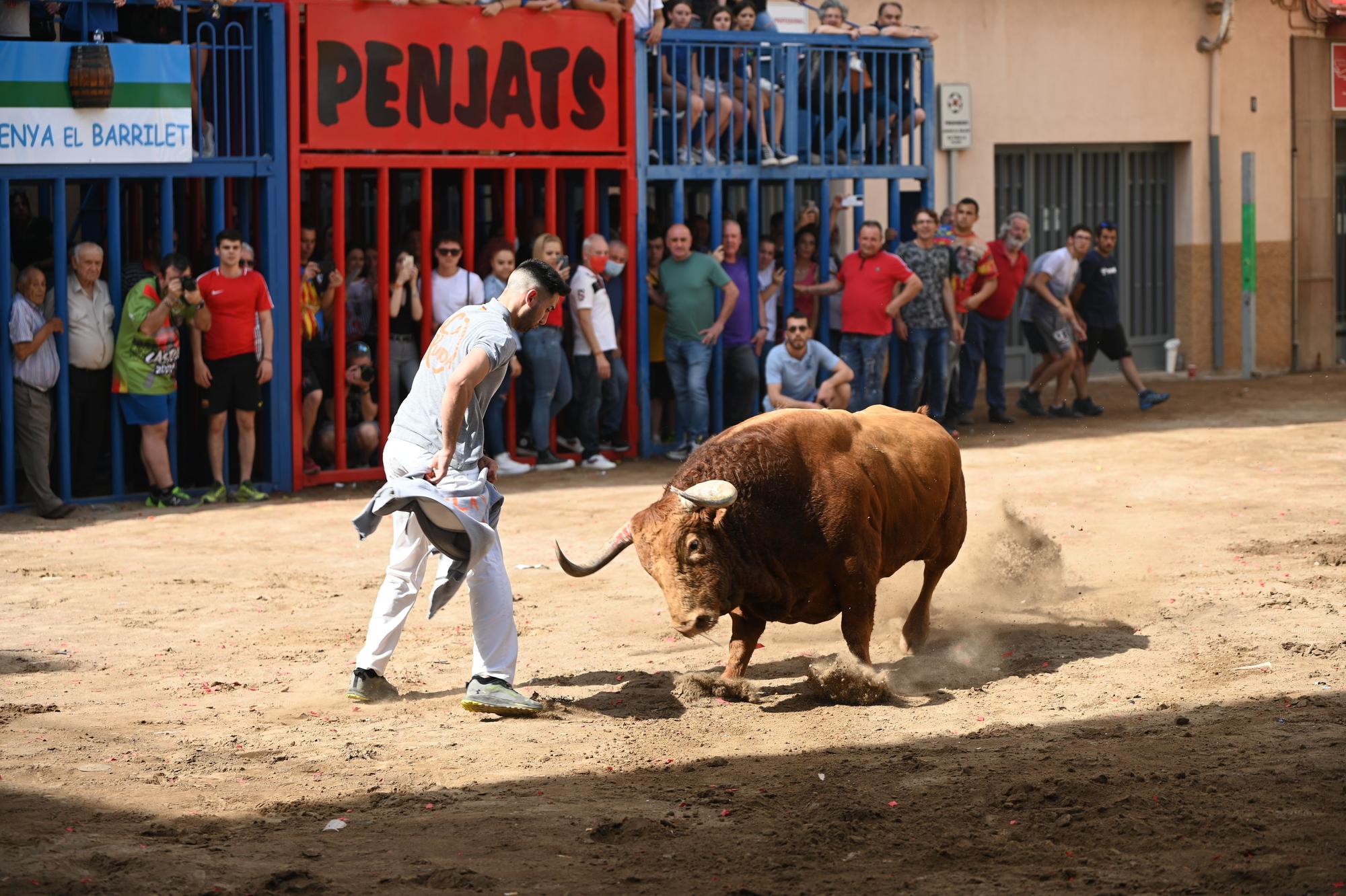 GALERÍA I Primer día de Bou per la Vila en Almassora con gran ambiente festivo en el recinto