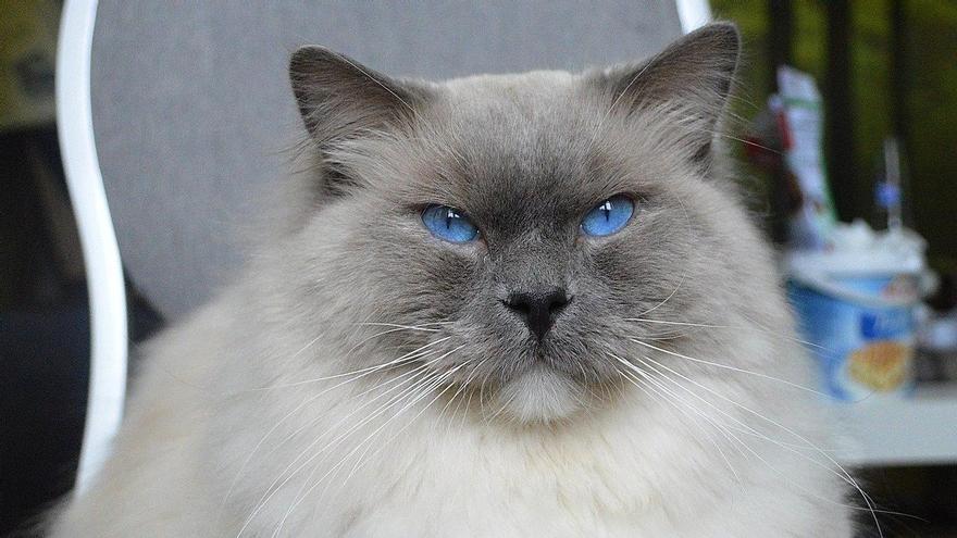 Gato de la raza Ragdoll.