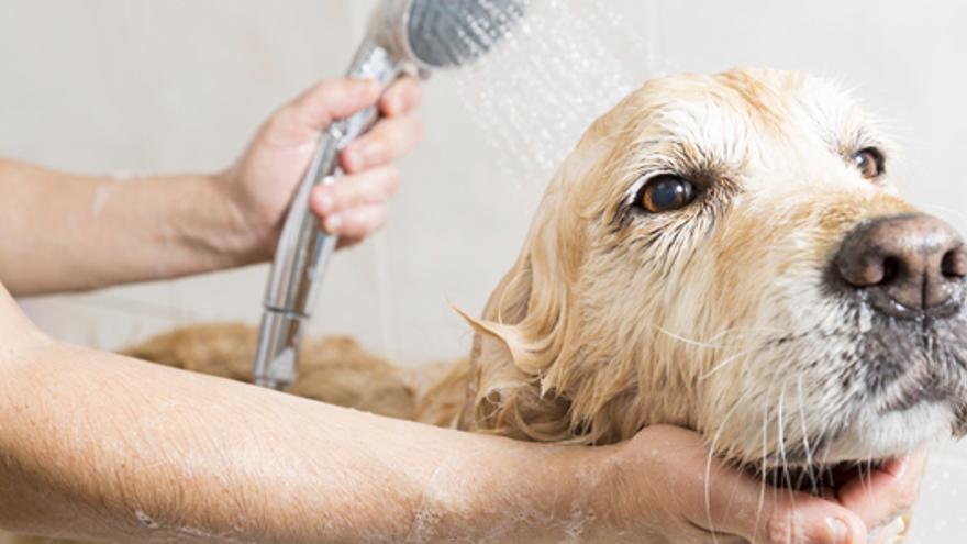 Consejos Mascotas: ¿Cómo evito que a mi perro se le caiga tanto pelo?