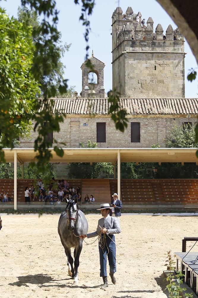 Cabalcor echa a andar con el concurso morfológico