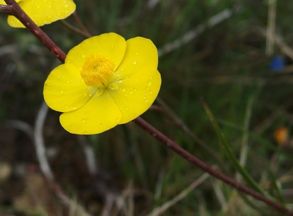 Las especies amenazadas en Galicia