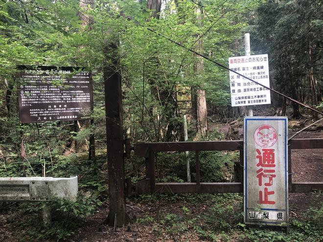 El bosque más misterioso de Japón.