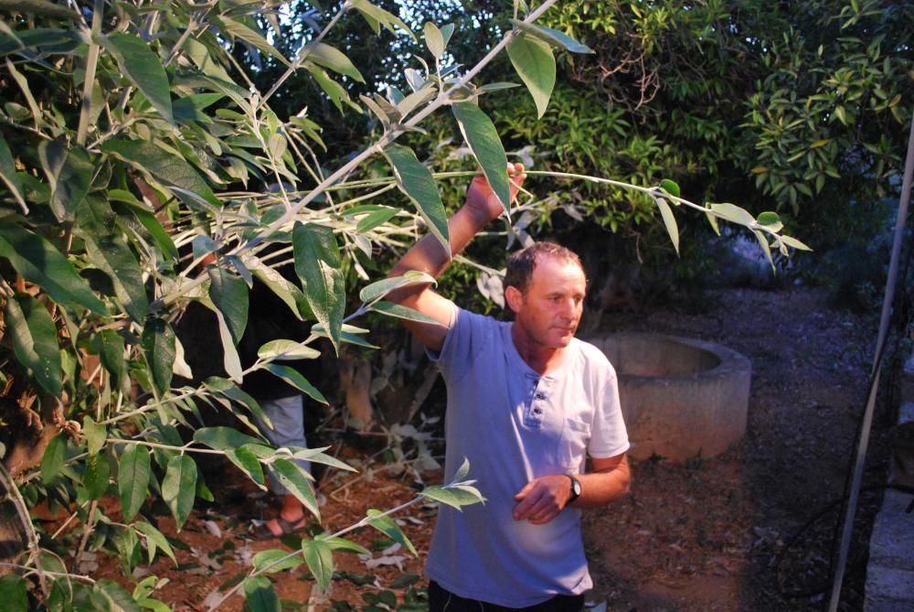 La savia y la luz de un árbol sanador