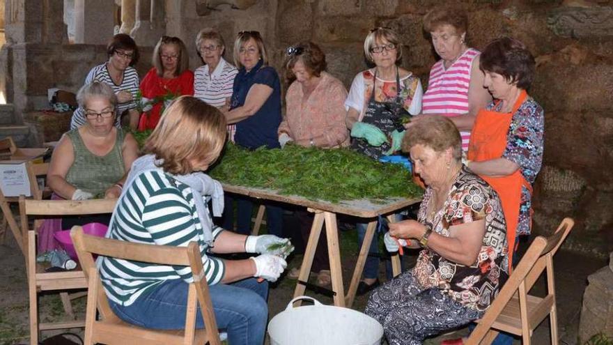 Grupo de voluntarias troceando mirto, en la Sala Capitular del claustro de la catedral. // E.G.