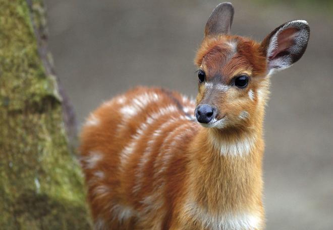 The young Situtunga antelope named &quot;Chan