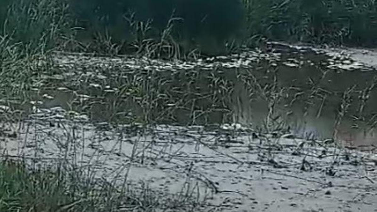 El mal estado del agua en la desembocadura del Serpis causa mortandad ...