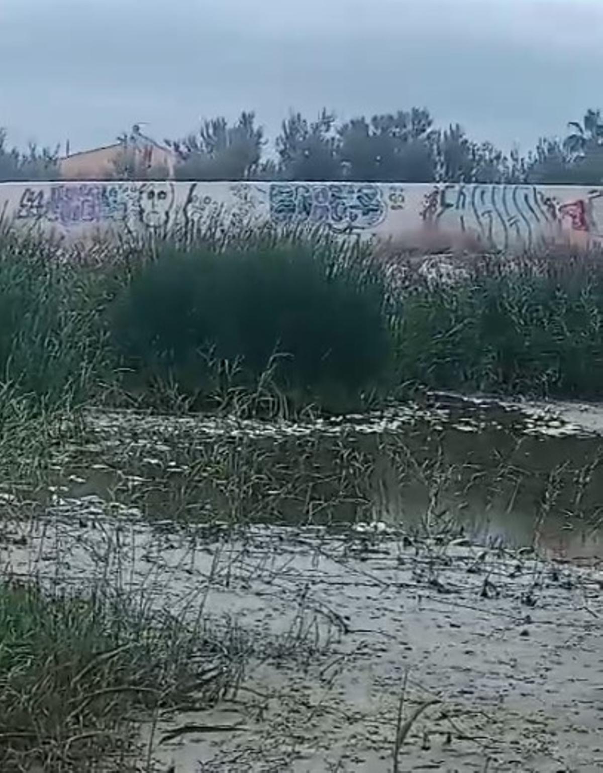 El mal estado del agua en la desembocadura del Serpis causa mortandad ...