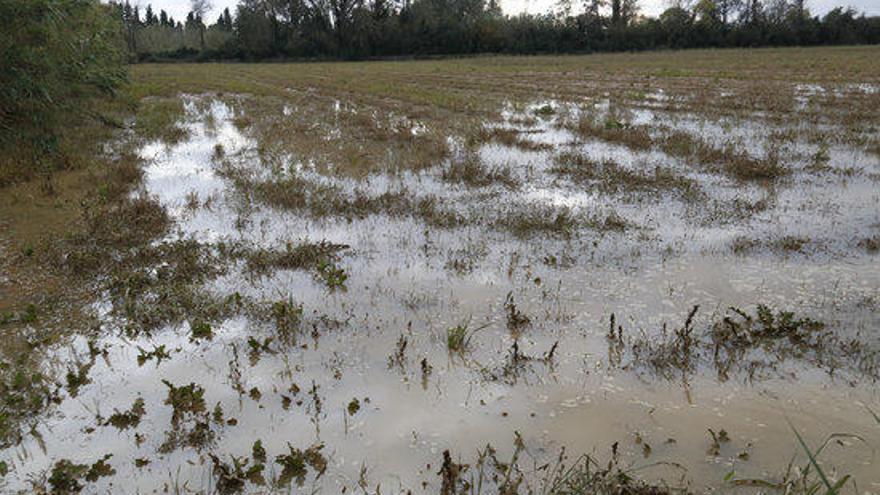 Un camp inundat a Palol de Vilatenim