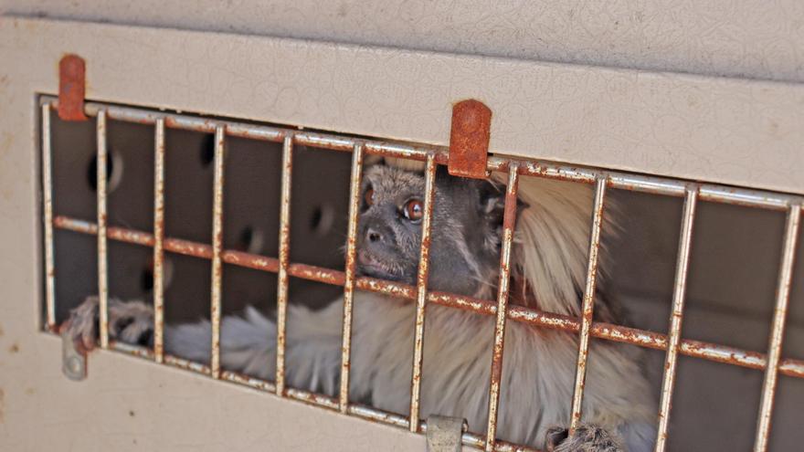 Un raro primate en peligro de extinción llega a AAP Primadomus en Villena