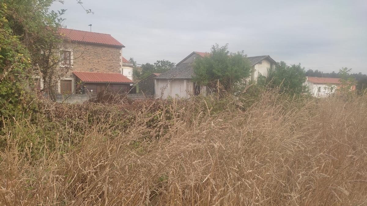 Maleza en una finca de Infesta próxima a viviendas.