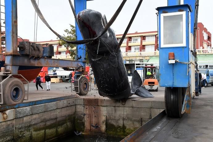 14/03/2019 TALIARTE. TELDE. Recogida del cachalote varado en la costa de Telde.   Fotografa: YAIZA SOCORRO.