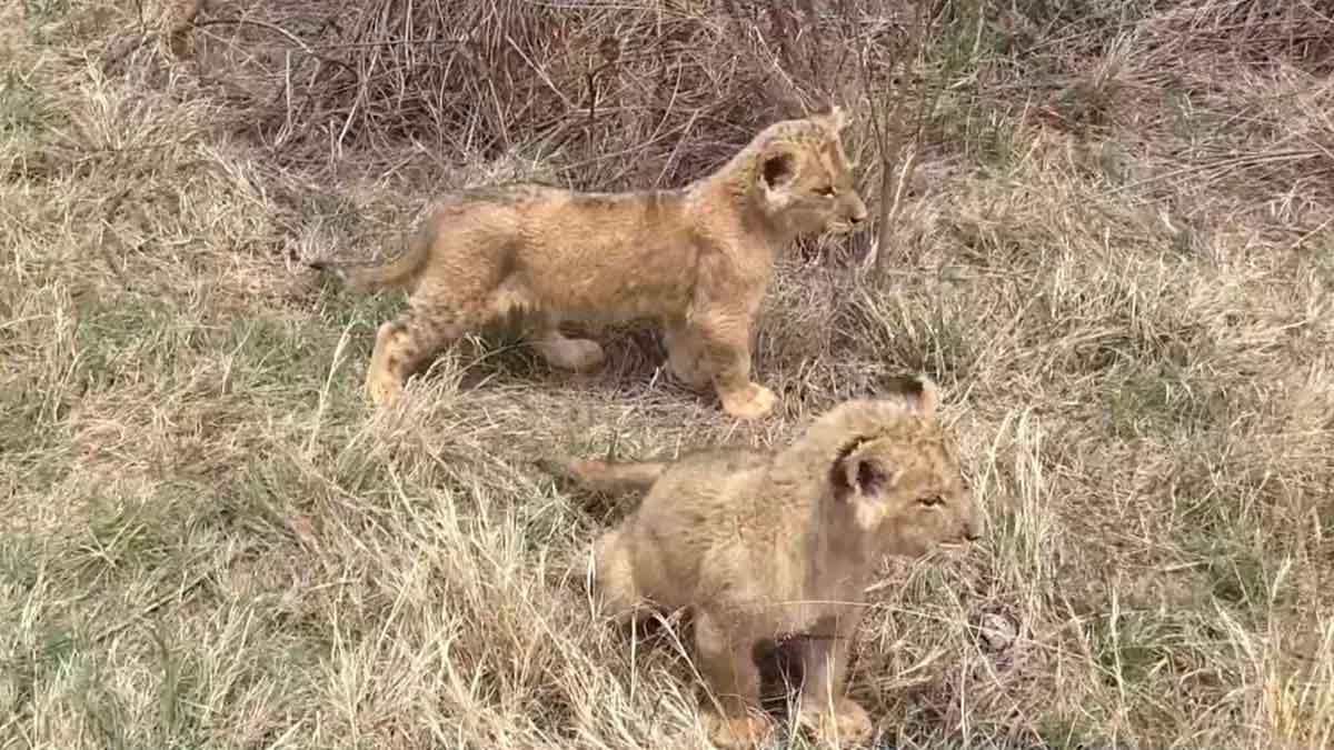 Estos son los primeros leones concebidos por inseminación artificial.