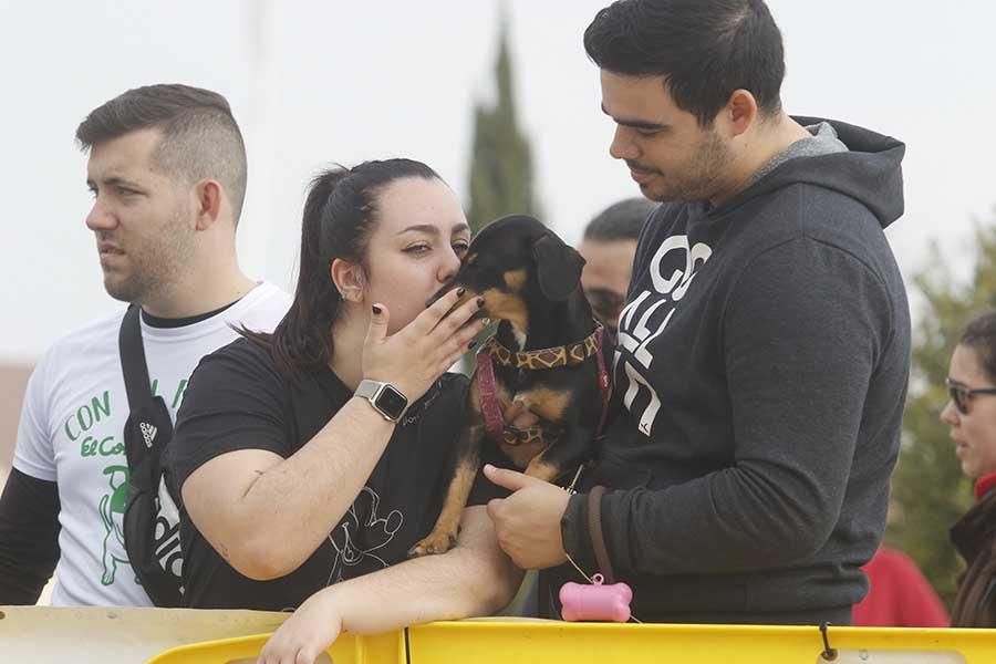 Una día muy perruno en la Canicross de Córdoba