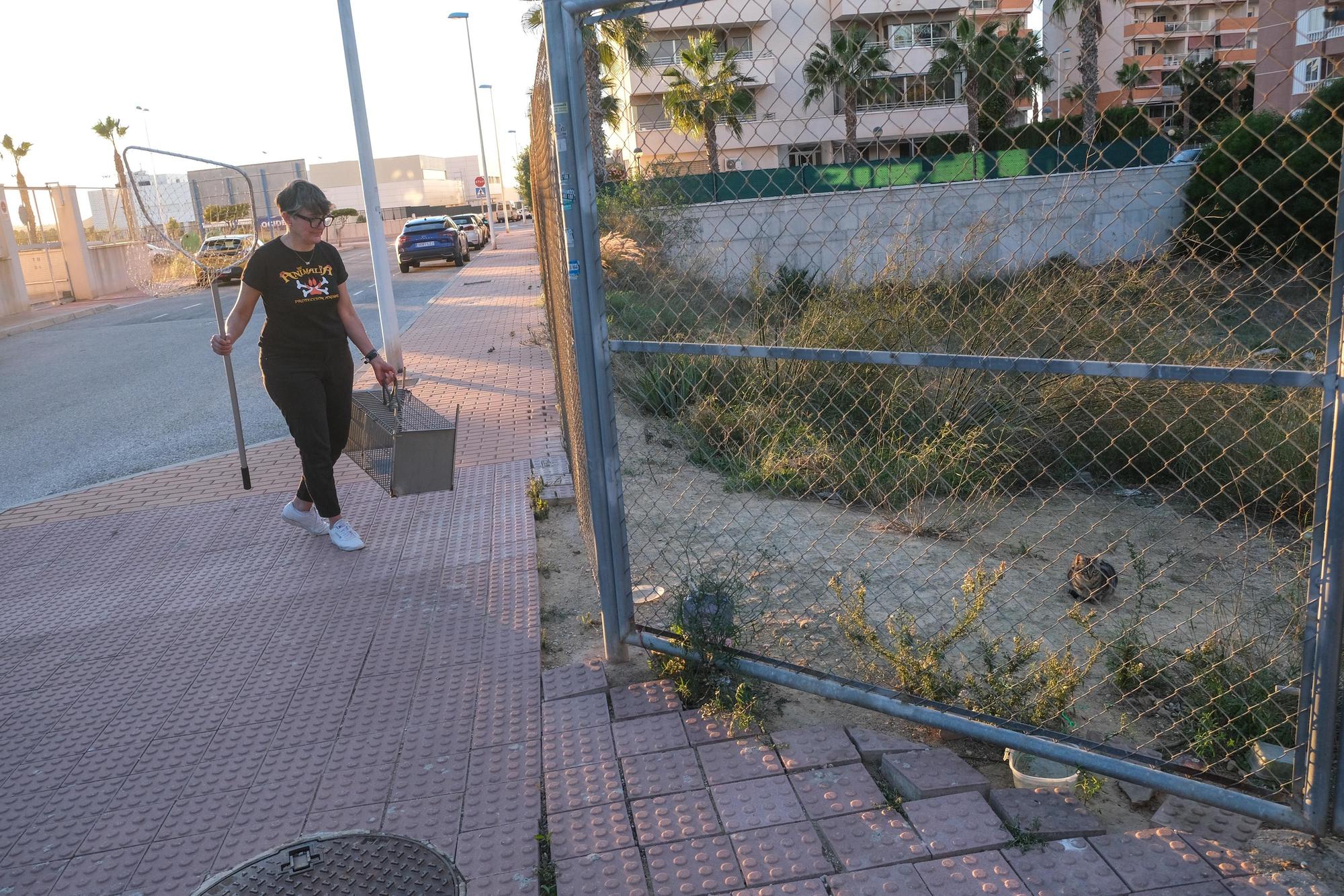 La Asociación Animalia de Guardamar trabaja en el control de colonias felinas en la localidad