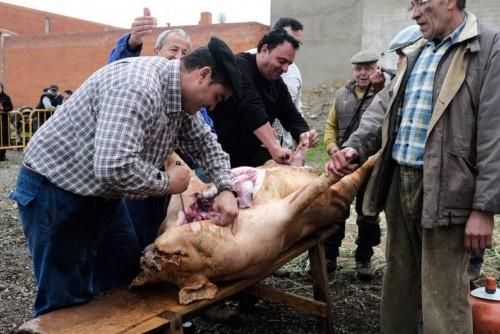 Matanza tradicional en Monfarracinos