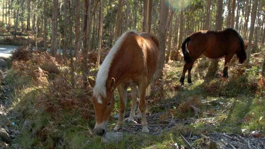 Caballos en libertad en el Monte Castrove. // Gustavo Santos