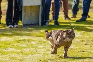 Kai, la lince recuperada en el CREA de Los Villares, vuelve a su medio natural en Adamuz