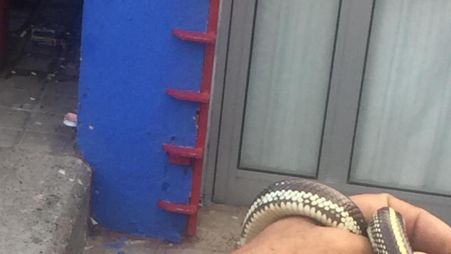 La serpiente, enroscada en el brazo del vecino