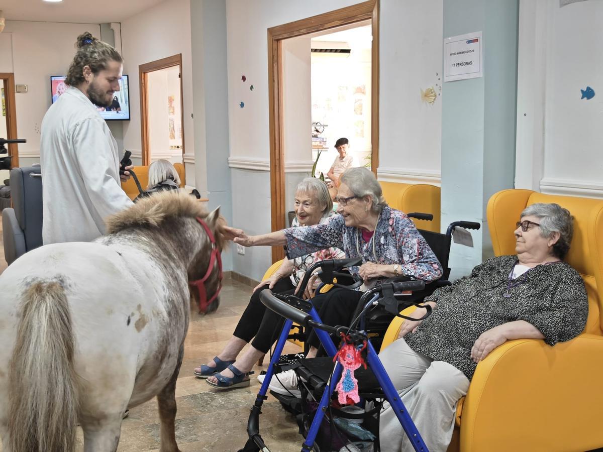 La Llar de Calvià estrena una pionera terapia con caballos para sus residentes