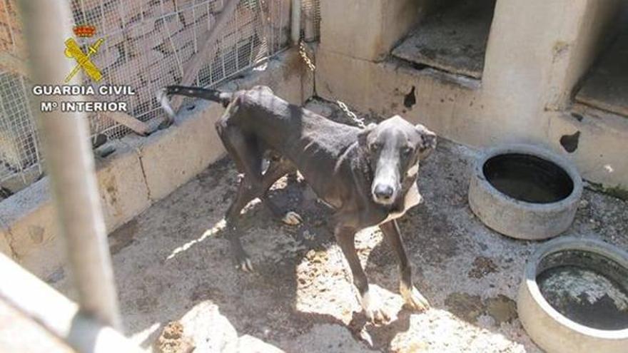 Uno de los seis podencos localizados en la finca, amarrado y sin comida.