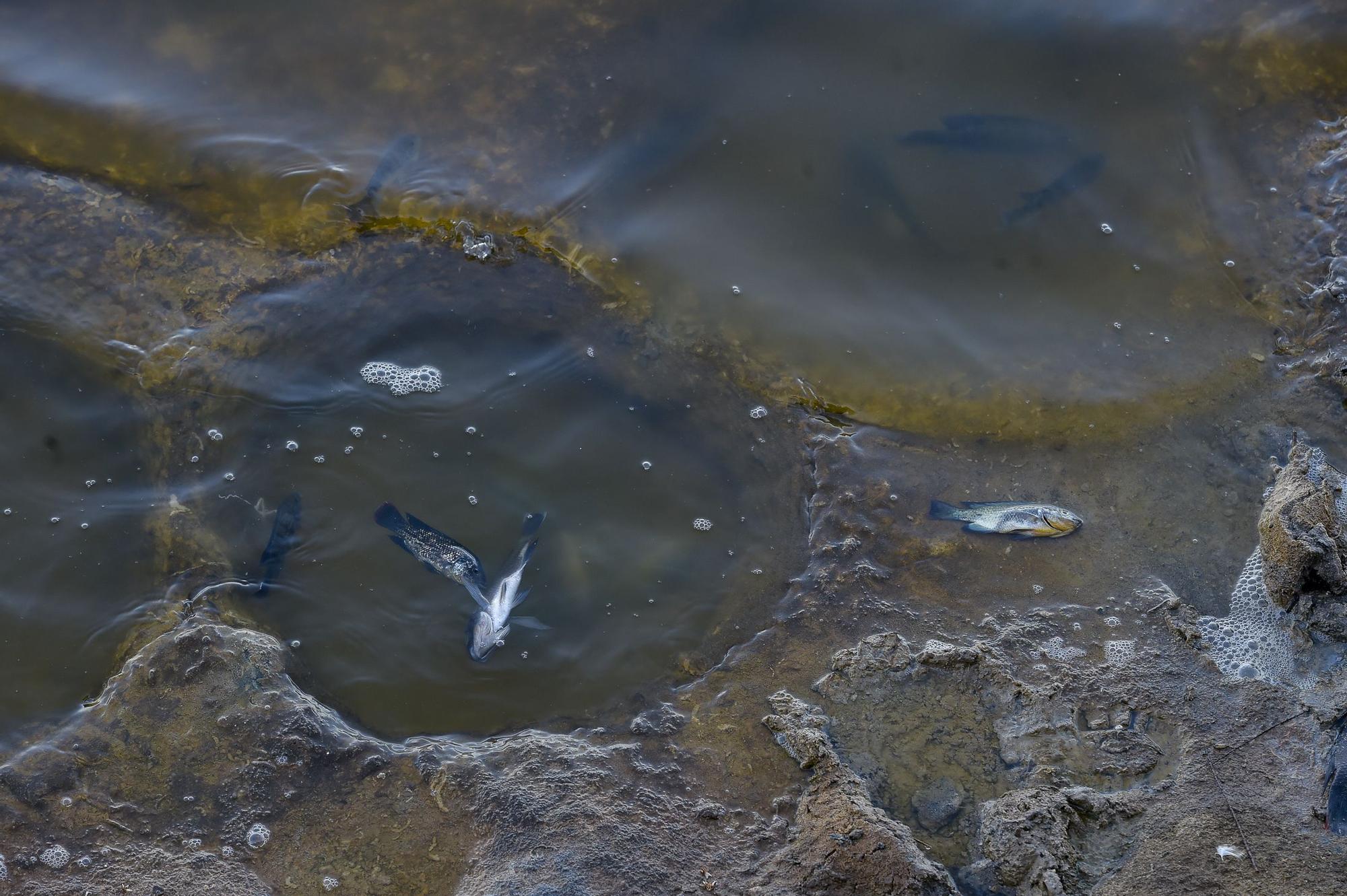 Peces muertos en la Charca de Maspalomas