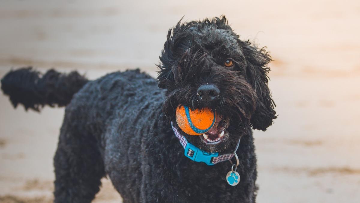 Imagen de un perro jugando en la playa.