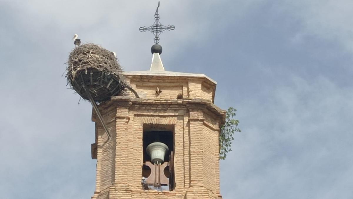 Cigüeñas en el campanario de la iglesia de Juslibol