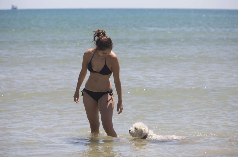 Primer día de la zona para perros en la playa de Pinedo