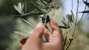 El aceite de oliva ya acumula un 130% de subida y sigue al alza por la sequía