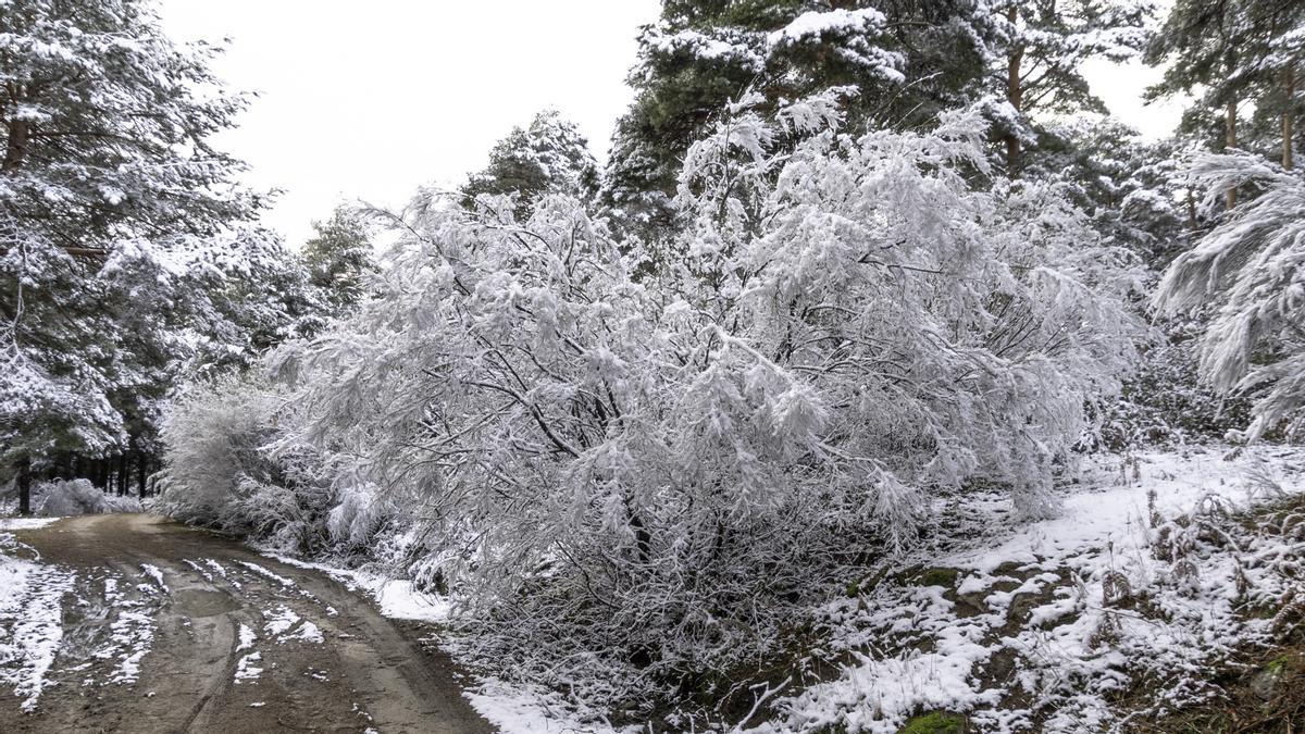 Fotogalería | La nieve cubre el norte de Extremadura