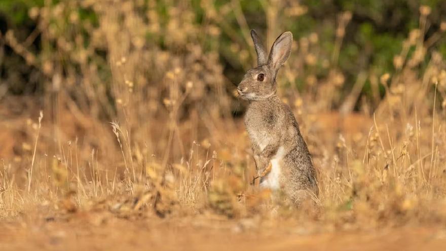 No son conejos híbridos, son conejos hambrientos por la falta de alimento natural