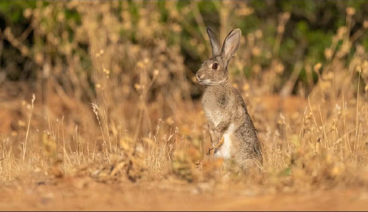 No hay conejos híbridos, sino conejos hambrientos