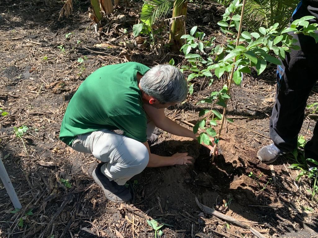 Biofest planta más de un centenar de plataneras y frutales en fincas dañadas por el volcán de La Palma