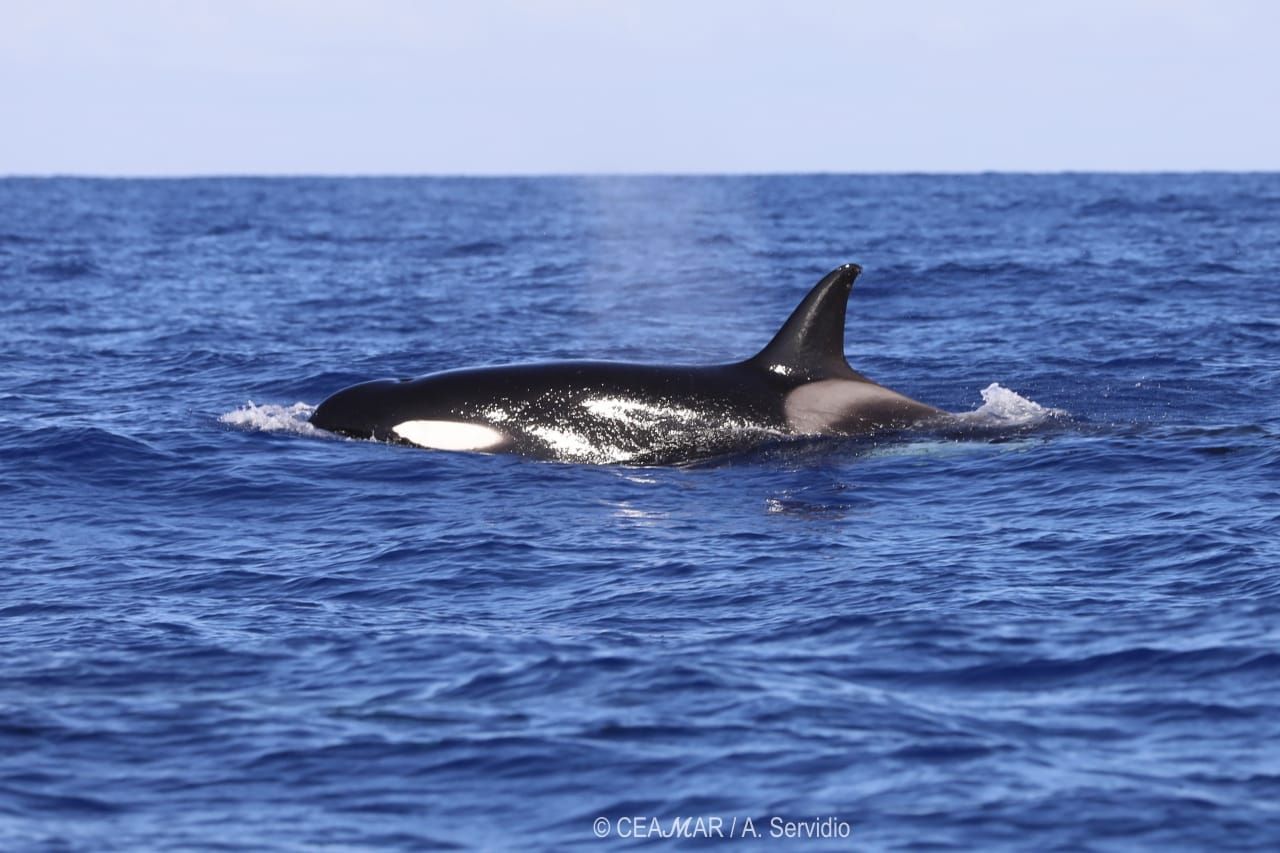 Avistamiento de orcas a unas tres millas de El Hierro