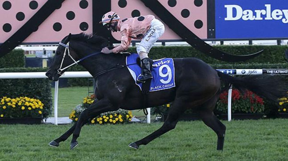 Black Caviar, en una carrera a Sydney. Black Caviar, en una carrera a Sydney.