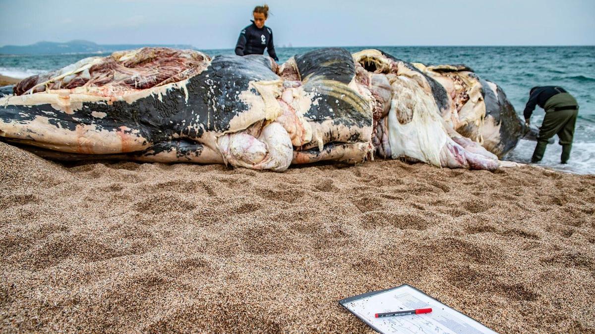 Una ballena, encontrada muerta en la playa de Pals (Baix Empordà, Girona), este sábado.
