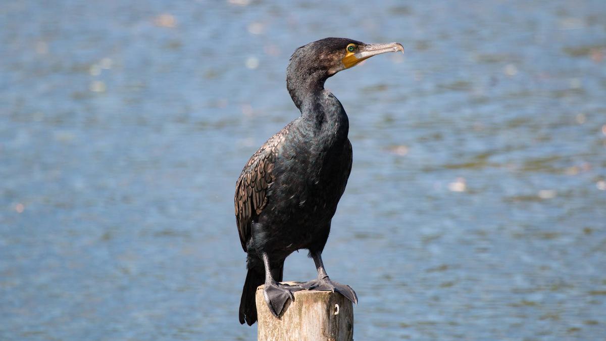 Investigado un hombre por abatir a un cormorán de grandes dimensiones en Segorbe