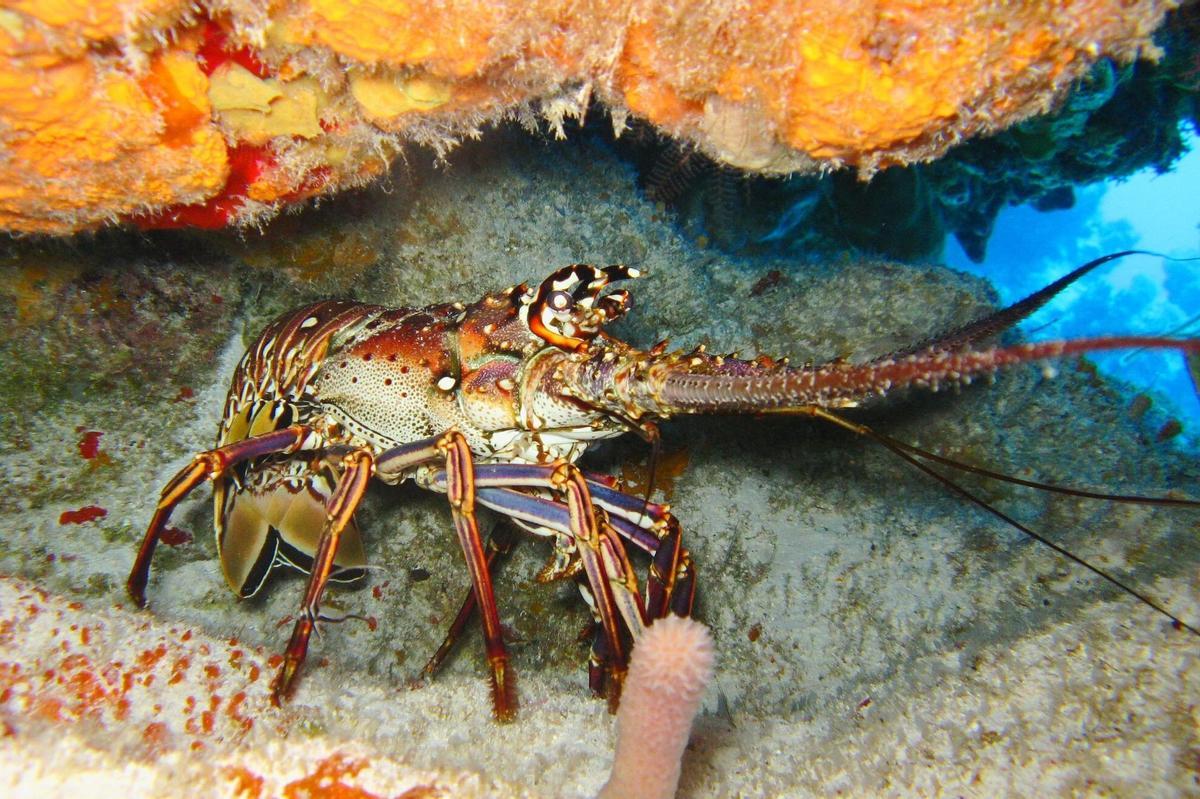 Una langosta en el mar