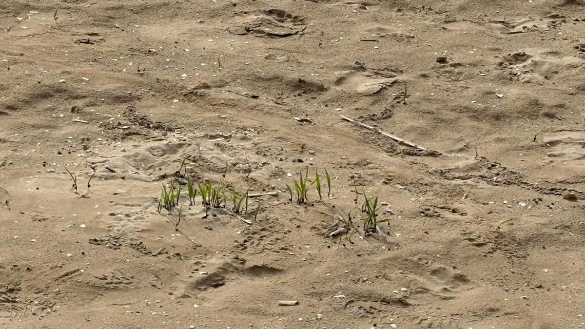 Brotes de caña en las playas de la Ribera Baixa.