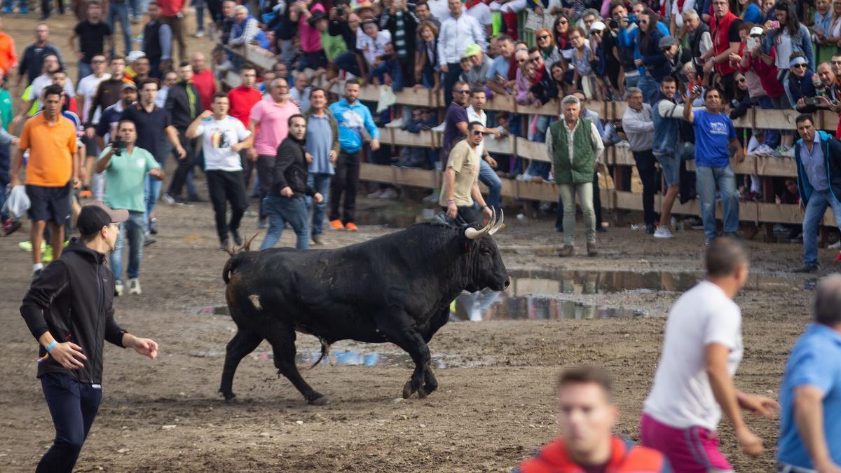 Celebración del Toro La Vega en Tordesillas en 2019