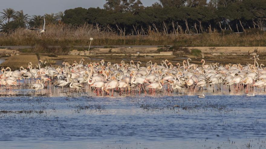 Nuevo récord de aves acuáticas en los humedales valencianos