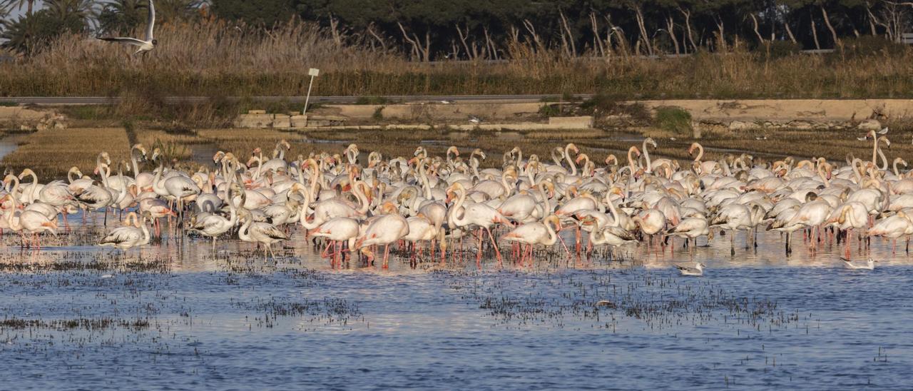 Flamencos, “moritos” y otras aves hibernaron en l’Albufera el año pasado.