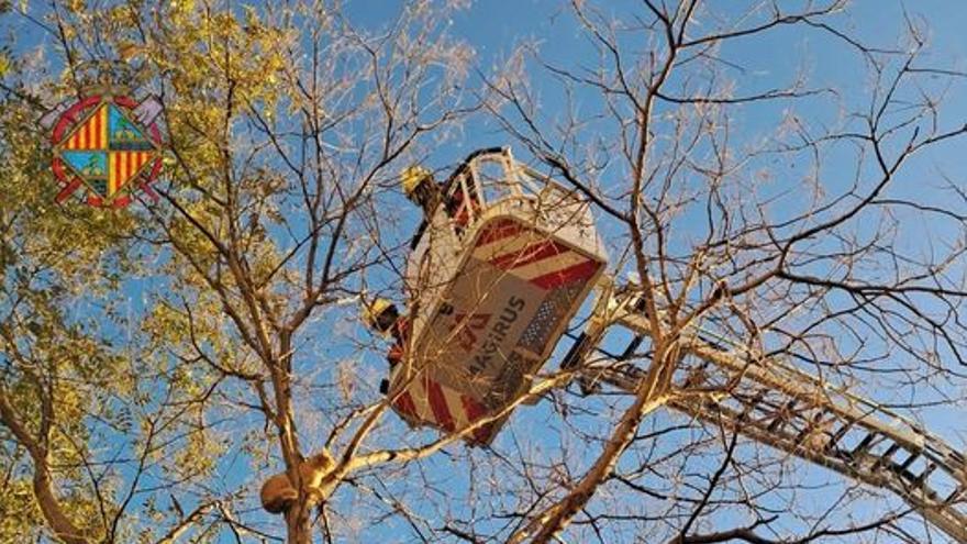 Los Bombers rescatan a un gato que llevaba varios días en un árbol en el Coll den Rabassa, en Palma