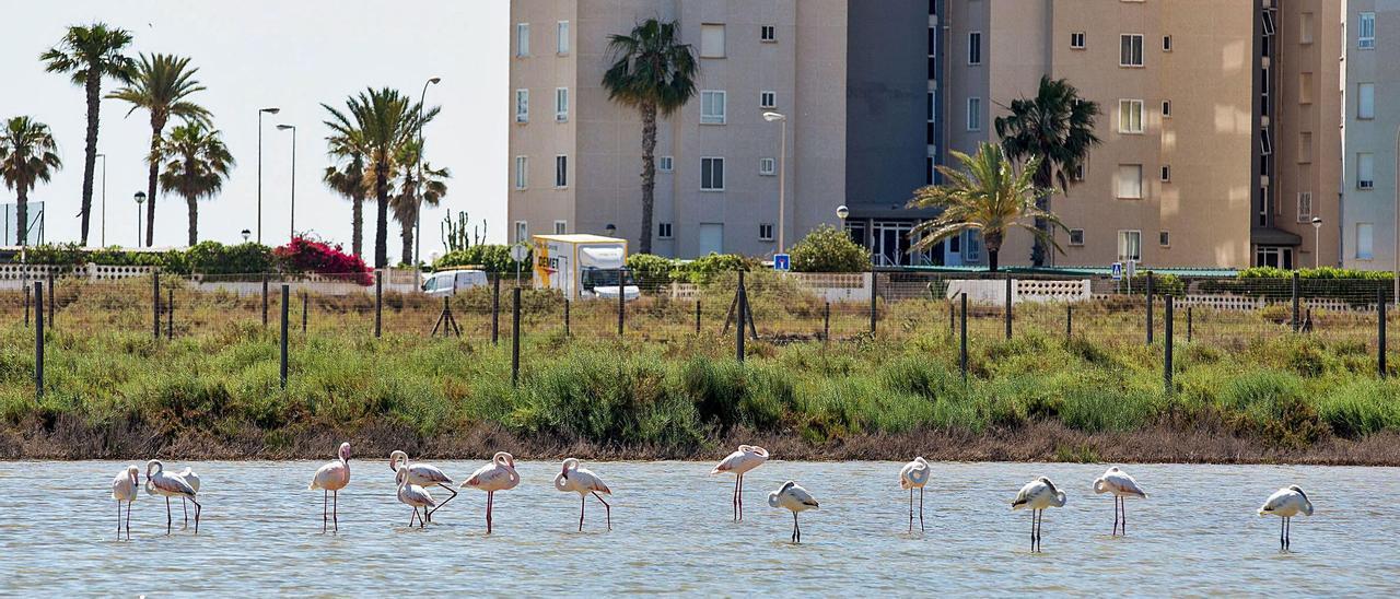 Hasta 47 parejas de flamencos han sido avistados esta semana en el saladar de Aguamarga, uno de los que sufre más presión en la provincia. |