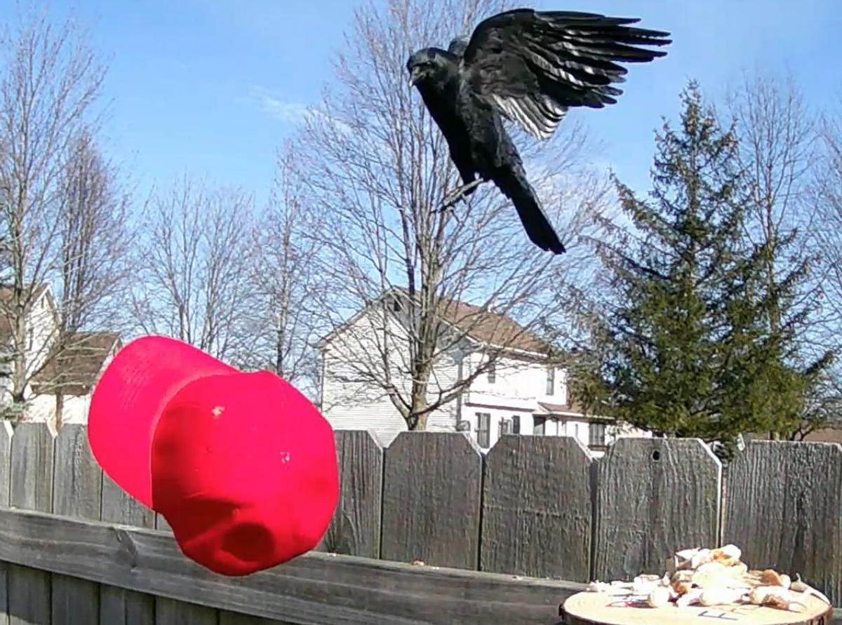 Uno de los cuervos entrenados en Minessota retirando una gorra roja para conseguir la comida