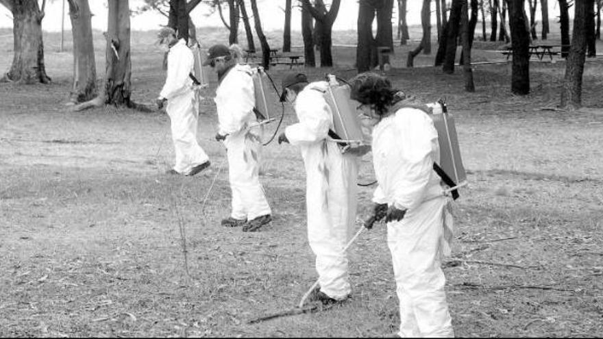 Técnicos de Medio Ambiente fumigan una zona afectada, durante la mañana de ayer.