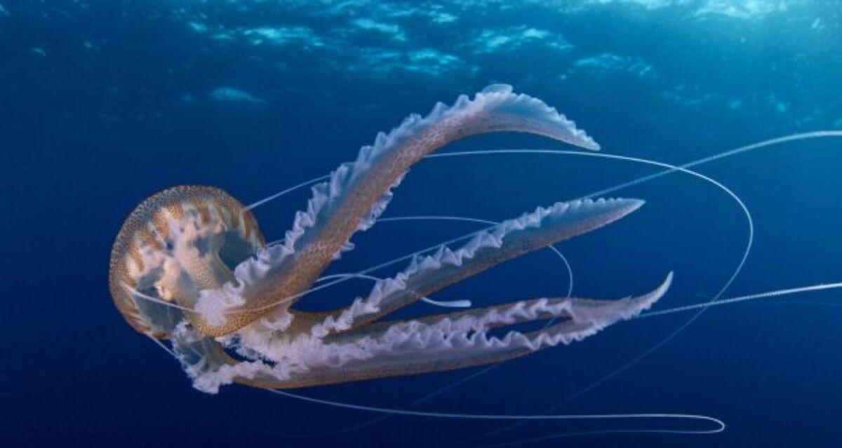 Medusa luminiscente.