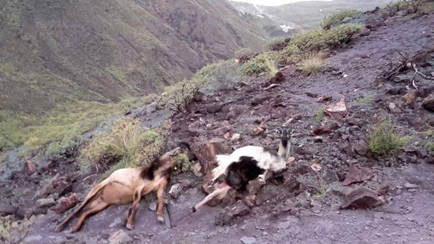 El Cabildo pone fin a la matanza de cabras salvajes en los espacios naturales